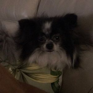 Meet your Posher, Rae